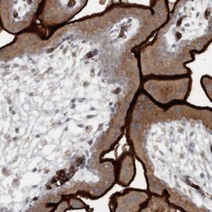 Anti-SLC39A8 antibody produced in rabbit 