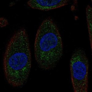 Anti-SLC3A1 antibody produced in rabbit HPA071102-100UL