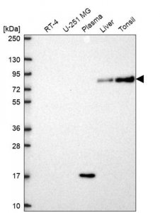 Anti-SLC3A1 antibody produced in rabbit HPA071102-100UL