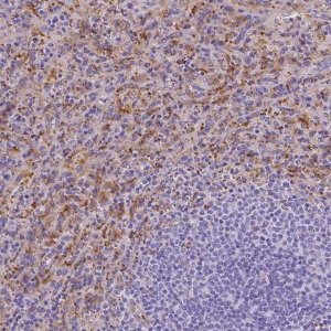 Anti-SLC40A1 antibody produced in rabbit 