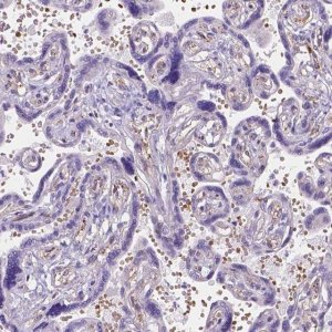 Anti-SLC40A1 antibody produced in rabbit 