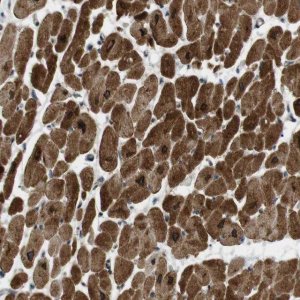 Anti-SLC41A1 antibody produced in rabbit 