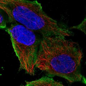 Anti-SLC41A3 antibody produced in rabbit 