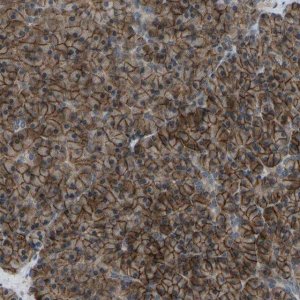 Anti-SLC43A1 antibody produced in rabbit 