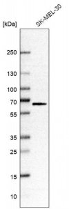 Anti-SLC43A1 antibody produced in rabbit 