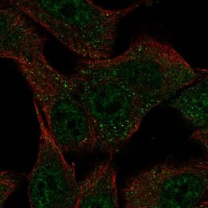 Anti-SLC43A3 antibody produced in rabbit 