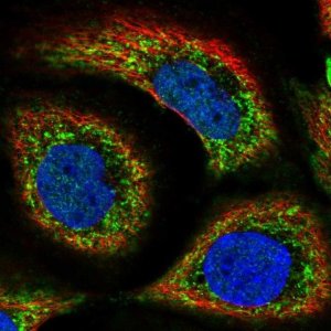 Anti-SLC44A1 antibody produced in rabbit 