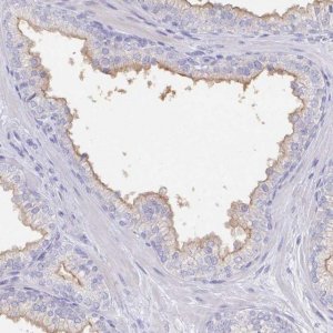 Anti-SLC44A4 antibody produced in rabbit 