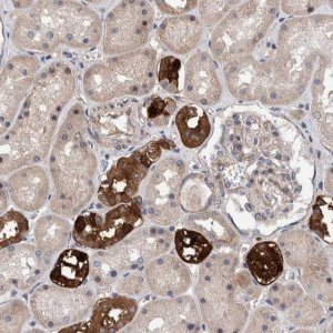 Anti-SLC45A4 antibody produced in rabbit 