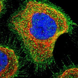 Anti-SLC45A4 antibody produced in rabbit 