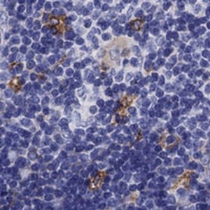 Anti-SLC46A2 antibody produced in rabbit 