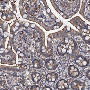 Anti-SLC46A3 antibody produced in rabbit 