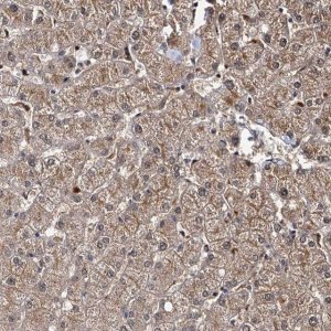 Anti-SLC46A3 antibody produced in rabbit 