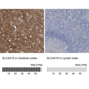 Anti-SLC4A10 antibody produced in rabbit 