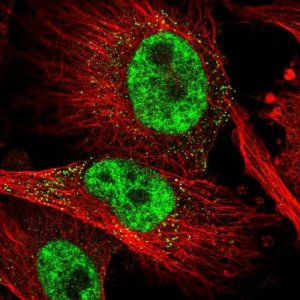 Anti-SLC4A1AP antibody produced in rabbit 