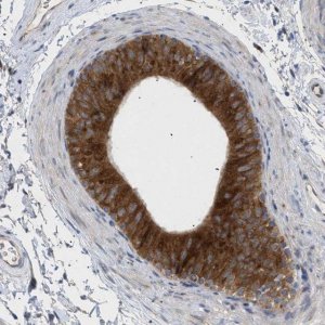 Anti-SLC50A1 antibody produced in rabbit 