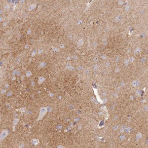 Anti-SLC6A11 antibody produced in rabbit 