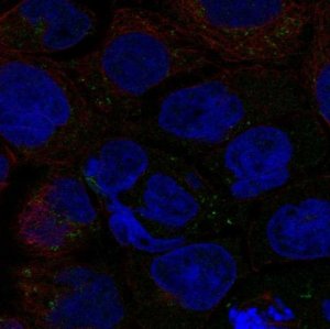 Anti-SLC6A12 antibody produced in rabbit 