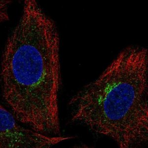 Anti-SLC6A16 antibody produced in rabbit 