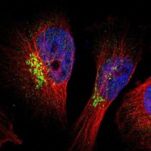 Anti-SLC6A9 antibody produced in rabbit 