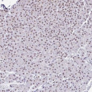 Anti-SLC7A10 antibody produced in rabbit 