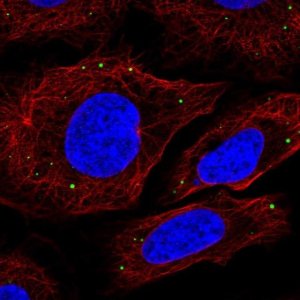 Anti-SLC7A11 antibody produced in rabbit 
