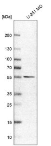 Anti-SLC7A11 antibody produced in rabbit 