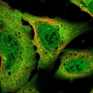 Anti-SLC8A1 antibody produced in rabbit 