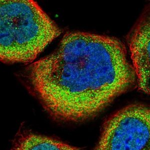 Anti-SLC9A5 antibody produced in rabbit 