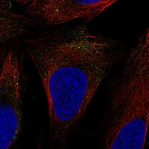 Anti-SLC9A7 antibody produced in rabbit 