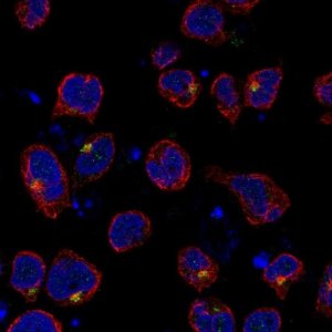Anti-SLC9B1 antibody produced in rabbit 