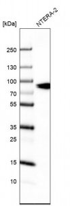 Anti-SLCO1A2 antibody produced in rabbit 