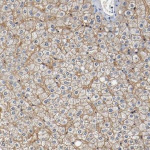 Anti-SLCO2B1 antibody produced in rabbit 