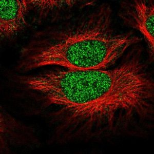 Anti-SLF1 antibody produced in rabbit 