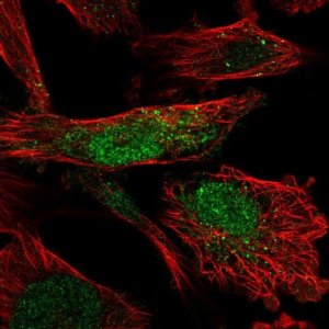 Anti-SLF2 antibody produced in rabbit 