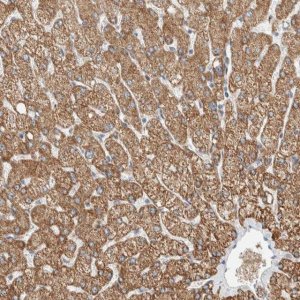 Anti-SLFN12L antibody produced in rabbit 