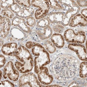 Anti-SLFN12L antibody produced in rabbit 