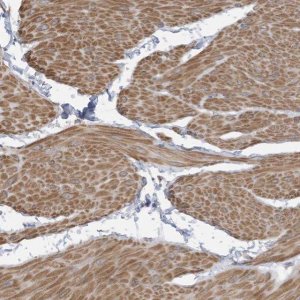 Anti-SLFN14 antibody produced in rabbit 