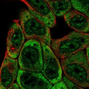 Anti-SLFNL1 antibody produced in rabbit 