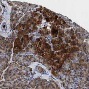 Anti-SLIT2 antibody produced in rabbit 