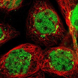 Anti-SLITRK5 antibody produced in rabbit 