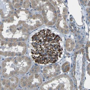 Anti-SLK antibody produced in rabbit 