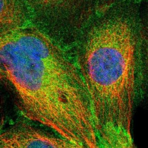 Anti-SLK antibody produced in rabbit 