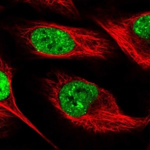 Anti-SLTM antibody produced in rabbit 