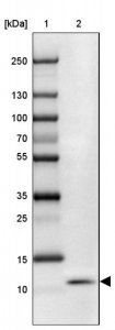 Anti-SLURP1 antibody produced in rabbit 