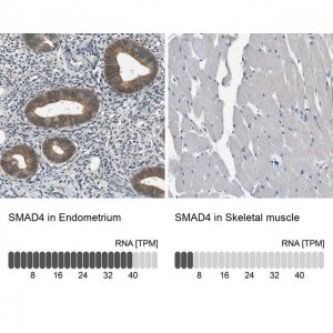 Anti-SMAD4 antibody produced in rabbit 