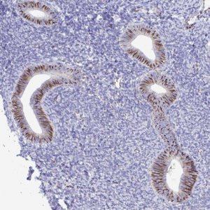 Anti-SMAD5 antibody produced in rabbit HPA058931-100UL