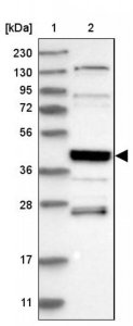 Anti-SMAP2 antibody produced in rabbit 