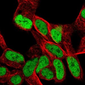 Anti-SMARCA1 antibody produced in rabbit 