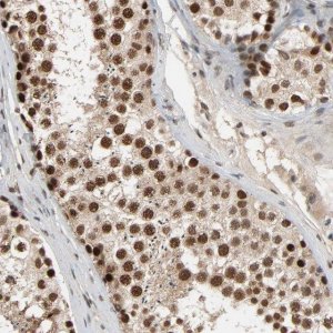 Anti-SMARCD1 antibody produced in rabbit 